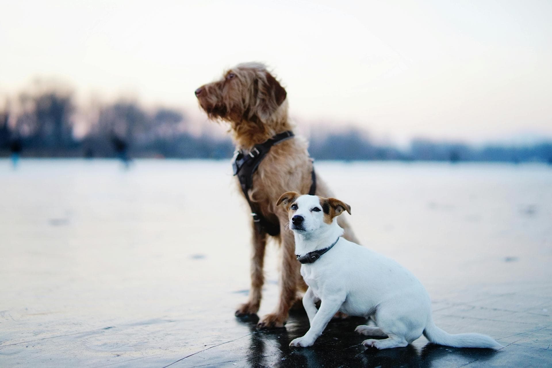 Specialist Vets in Newton