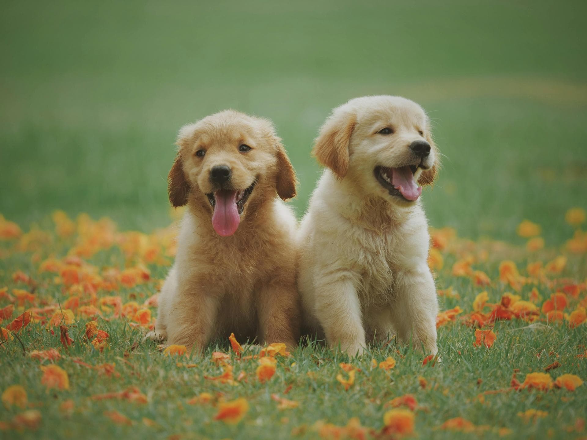 Specialist Vets in Newton