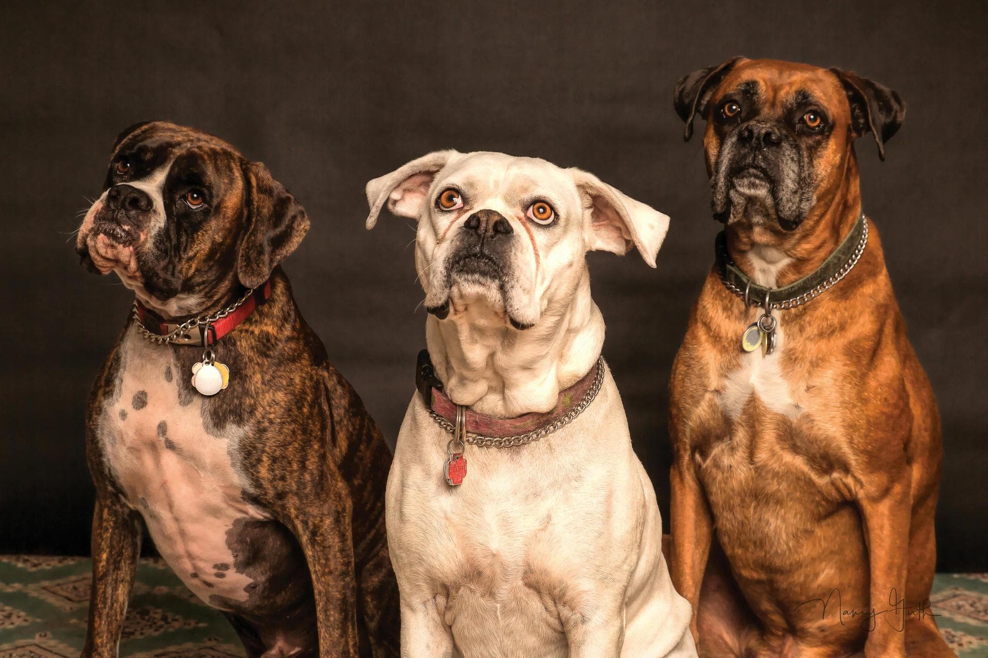 Dog & Cat Vets in Newton
