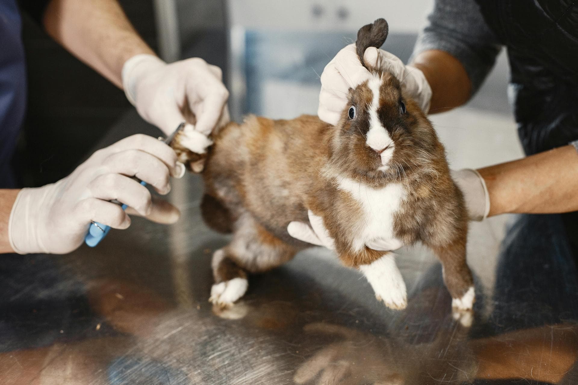 Specialist Vets in Newton